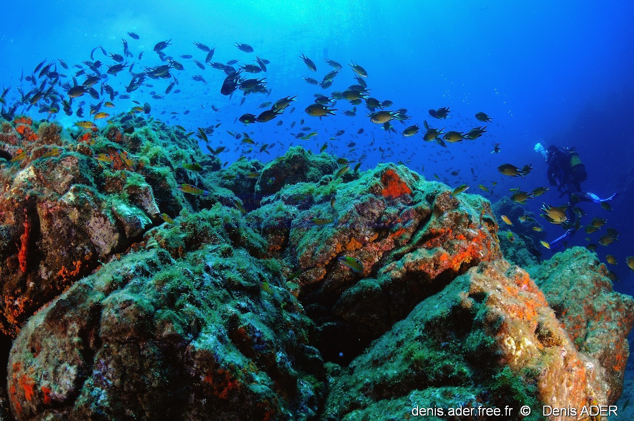 Chromis limbatus demoiselle des acores ambiance-Acores Maria Basse Maya-11m-20170819-Denis-ADER-DSC_9344_tn_tn.jpg